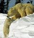 Polar bear