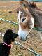 Dog and horse