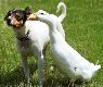 Dog and duck