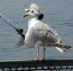 Sea bird