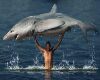 Shark
