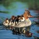 Ducklings