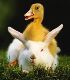 Duck and rabbit