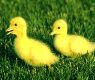 Ducklings