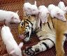 Pigs and tiger