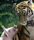 Pig and tiger