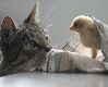 Cat and bird