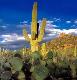 Arizona Cactus