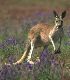 Kangaroo