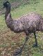 Emu