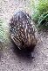 Echidna
