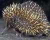 Echidna