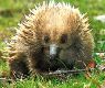 Echidna