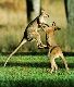 Kangaroo
