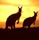 Kangaroo