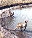Kangaroo