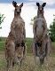 Kangaroo