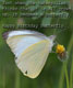 Just when the caterpillar thinks that it is all grown up, it becomes a butterfly. Happy Birthday Butterfly.