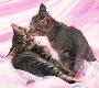 Cute kittens
