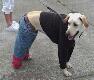 Cute dog