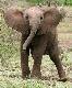 Cute baby elephant