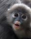 Cute baby monkey