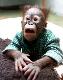 Cute baby monkey