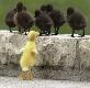 Cute ducklings