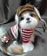 Cute dog