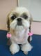 Cute dog