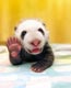 Cute bear cub