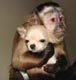 Cute monkey and dog