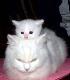 Cute cat and kitten
