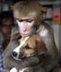 Cute monkey and dog