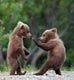 Cute bear cubs fighting