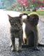 Cute monkey and cat