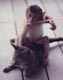 Cute monkey and cat