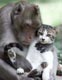 Cute monkey and cat