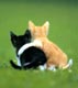 Cute cats