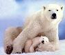 Cute polar bear and cub