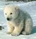 Cute polar bear cub
