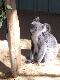 Cute koala