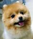 Cute dog