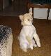 Cute dog