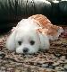 Cute dog