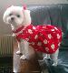 Cute dog
