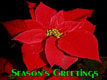 Season's greetings