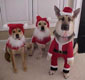 Dogs