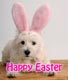 Happy Easter