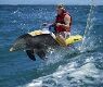 Dolphin ski